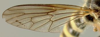 Media type: image;   Entomology 27048 Aspect: wing